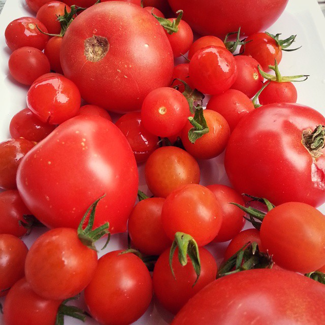 Garden tomatoes 3