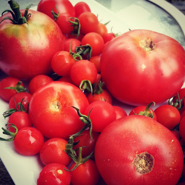 Garden tomatoes for Tomato Cobbler