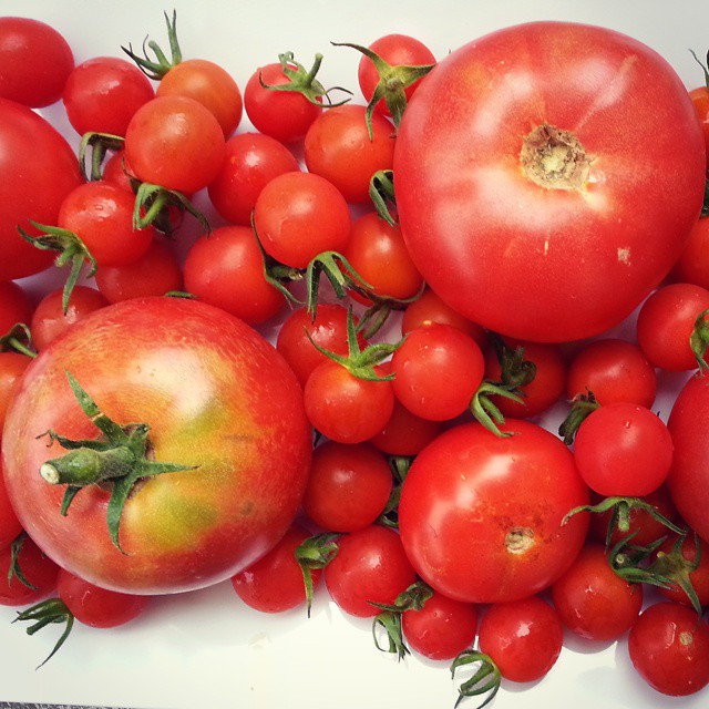 Garden tomatoes 2