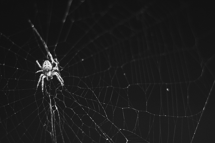 Spiders 003